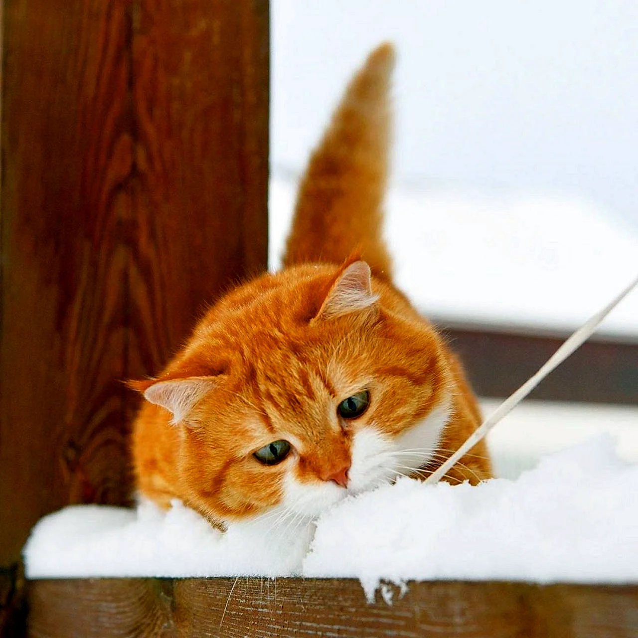 Оранжевая кошка