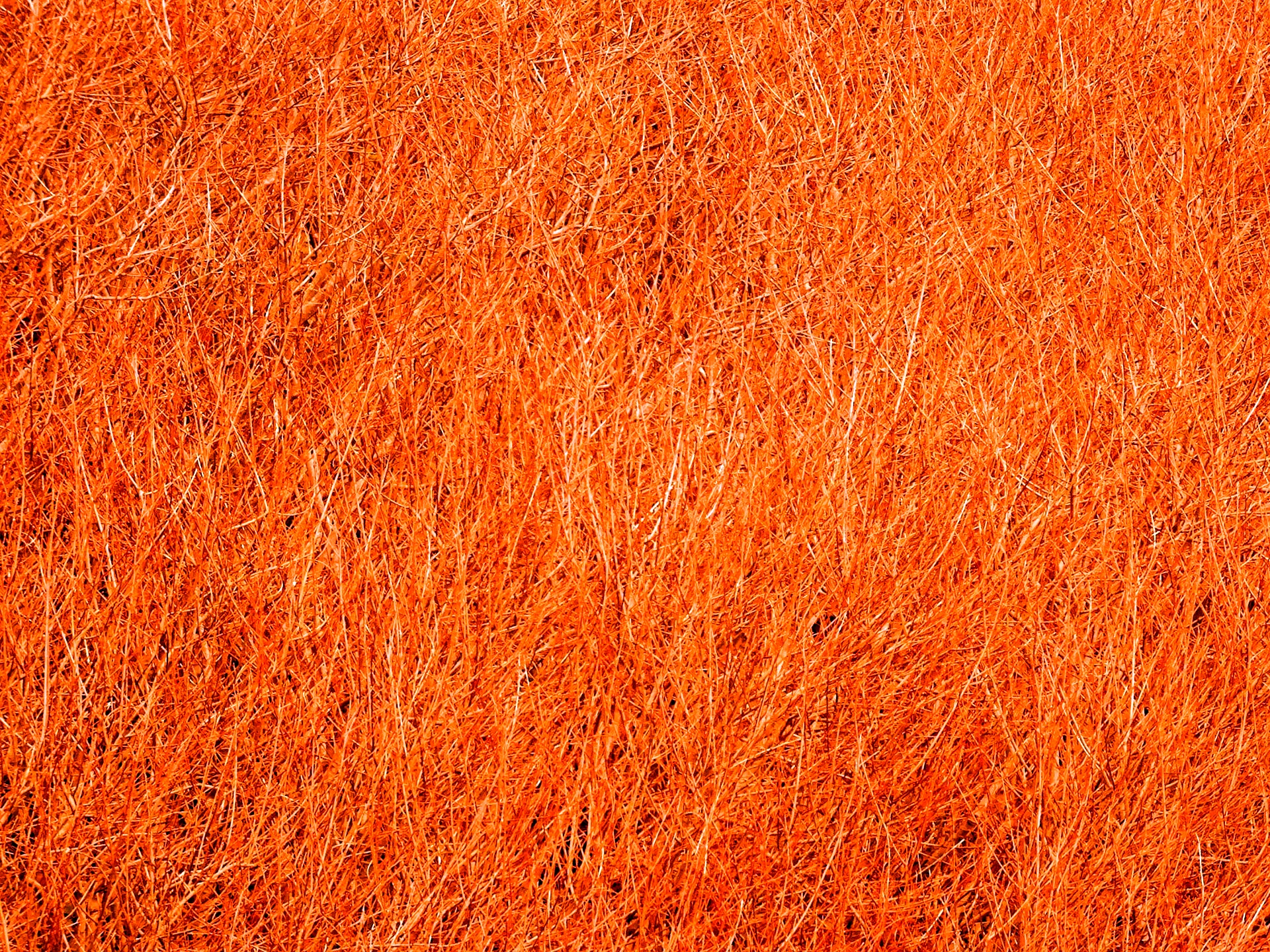 Оранжевая шерсть