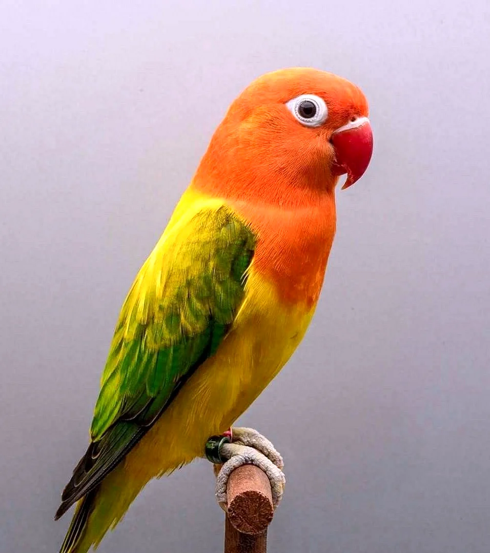 Оранжевощекий попугай