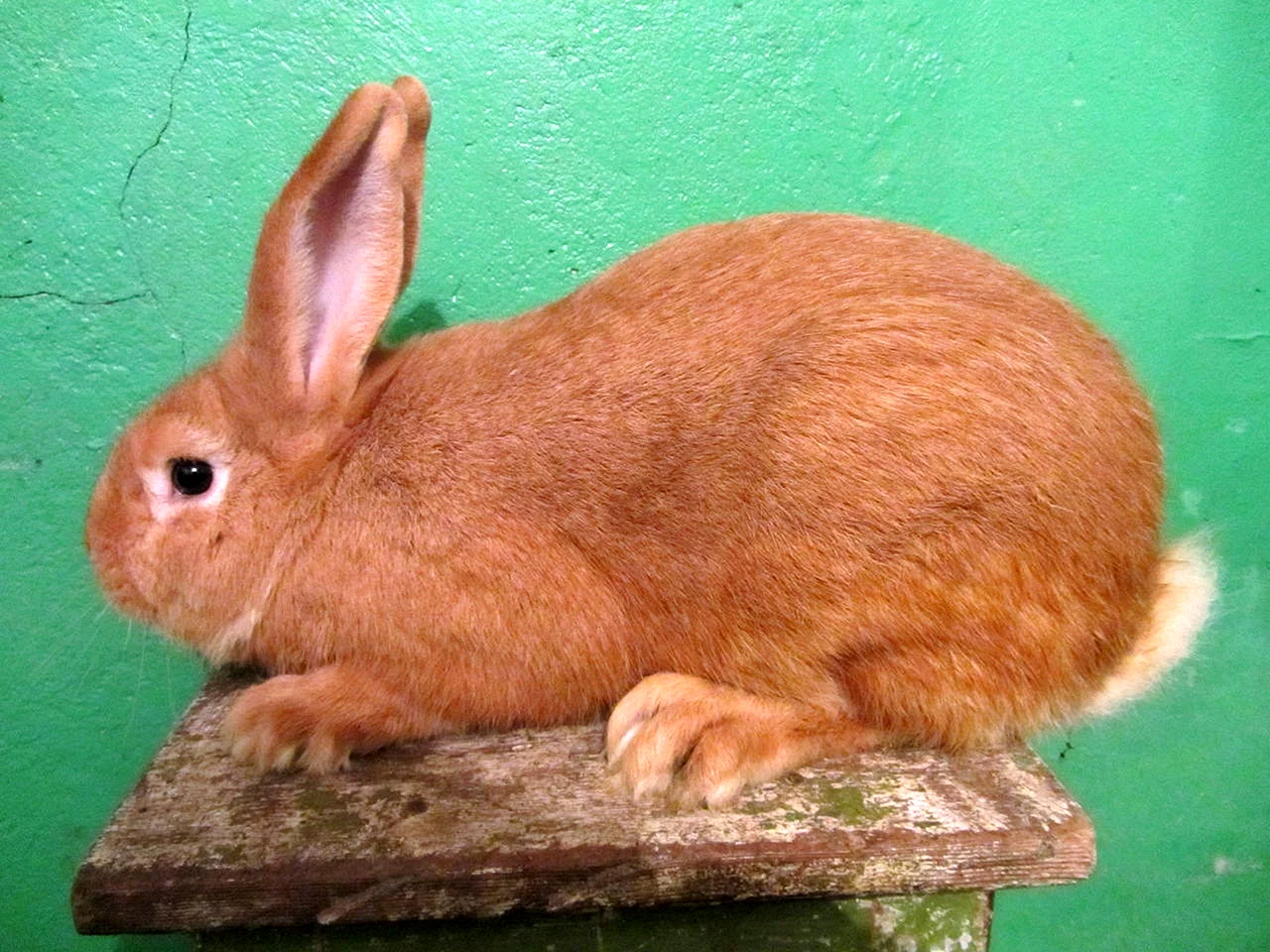 Оранжевые кролики порода