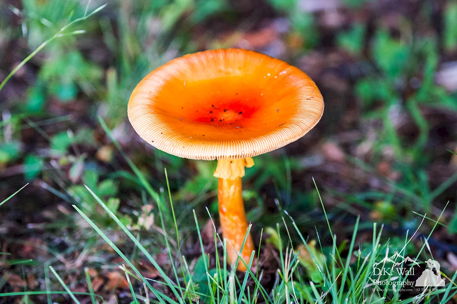 Оранжевый гриб