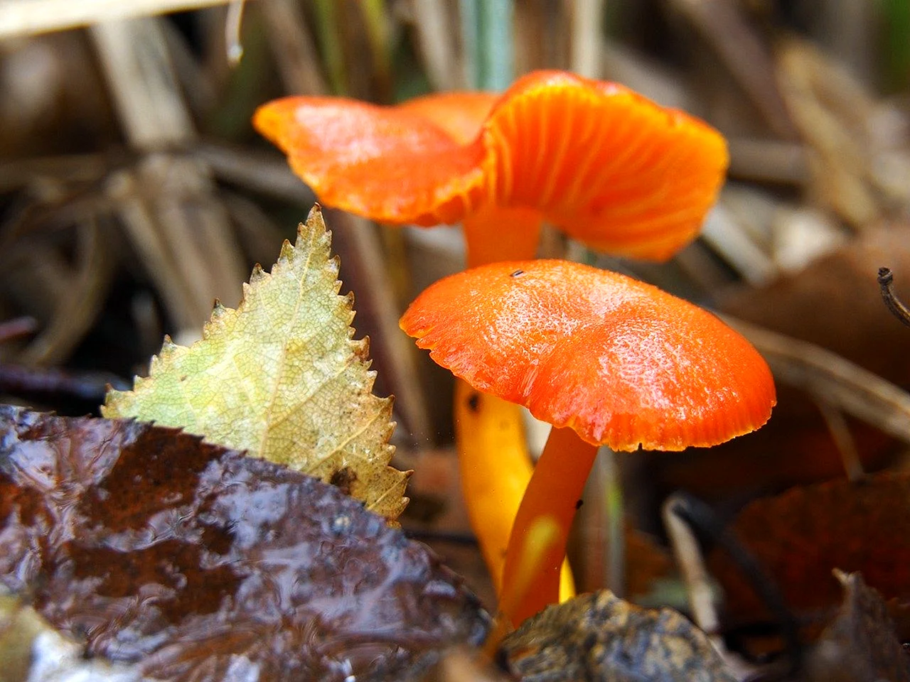 Оранжевый гриб