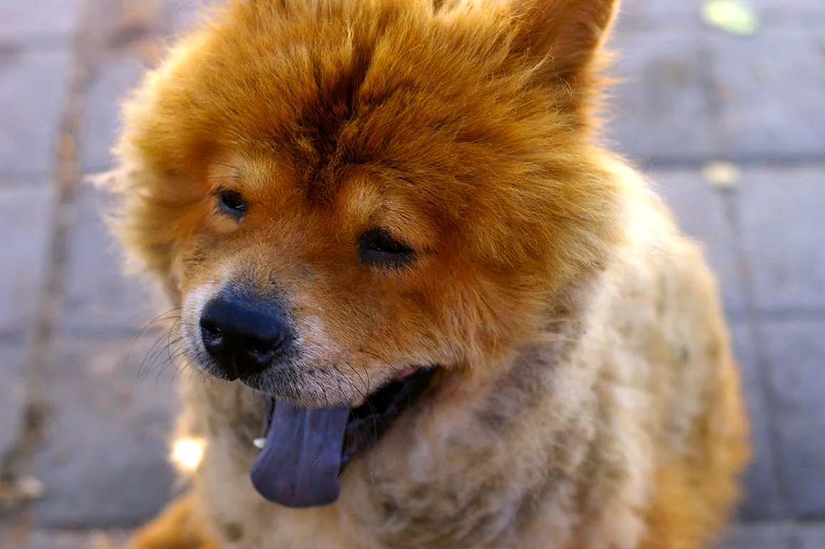 Оранжевый пес