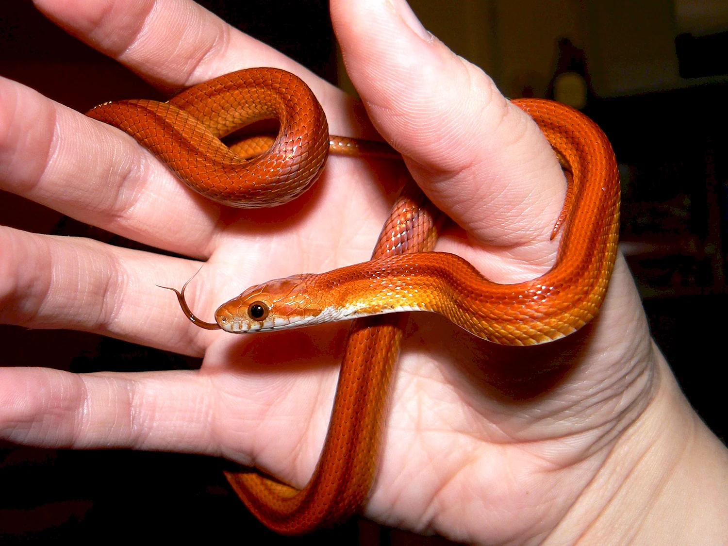 Оранжевый полоз змея