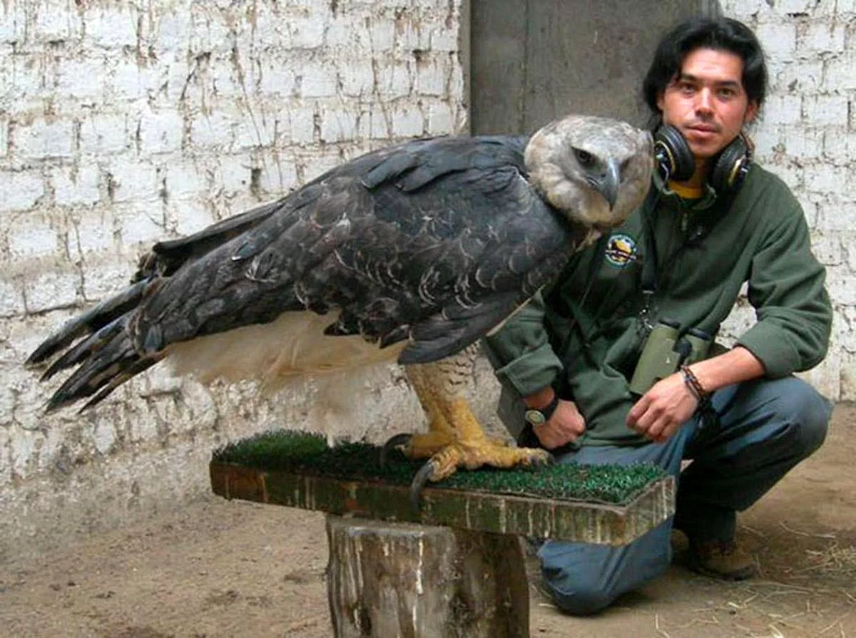 Орел гарпии самый большой Орел в мире