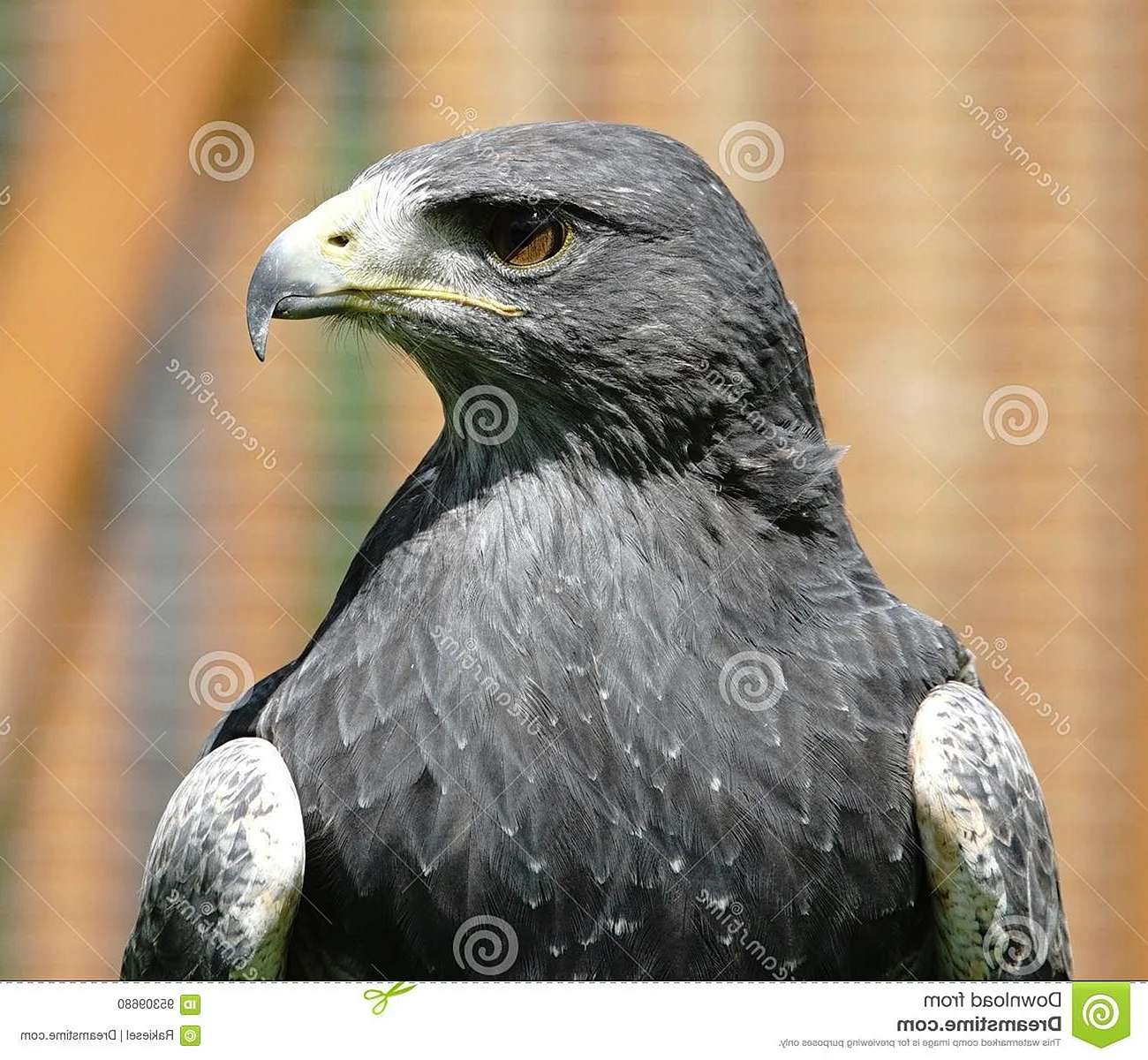 Орел серого цвета