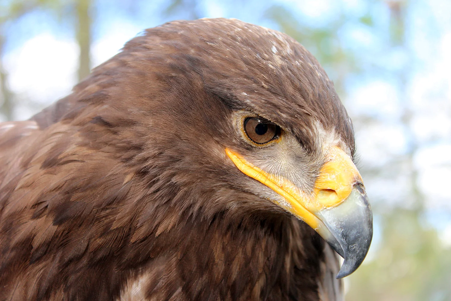 Орёл Степной –Aquila nipalensis Temminck