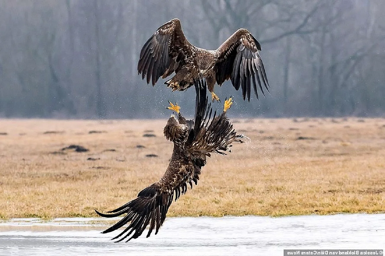 Орел в бою