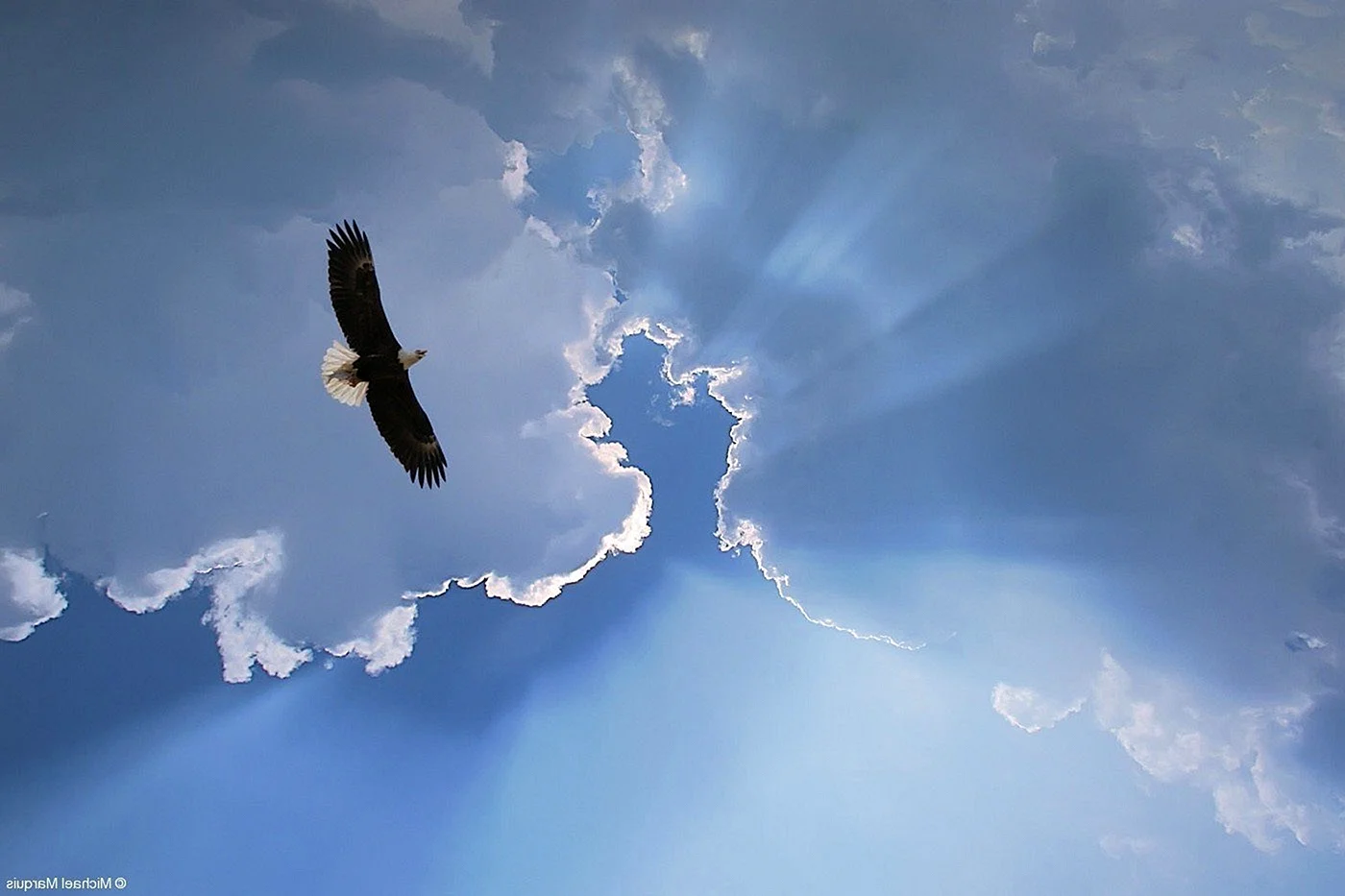 Орел в небе