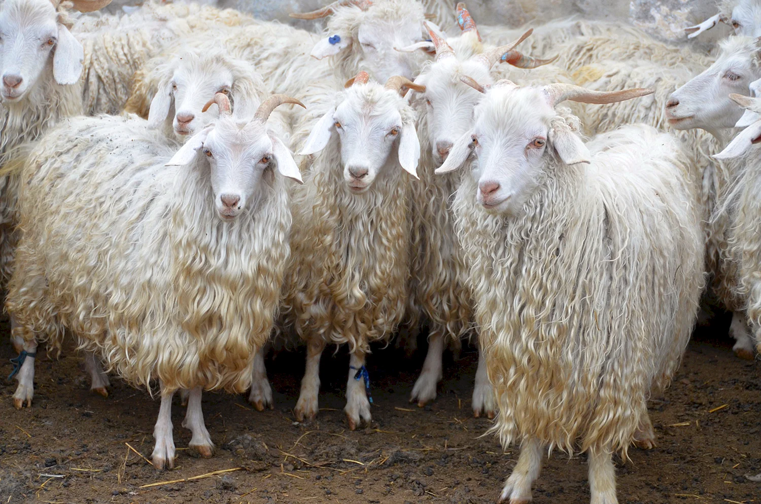 Пуховые козы породы фото и названия