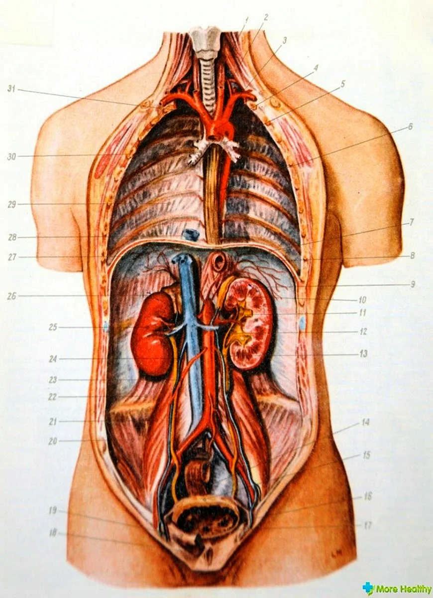 Органы грудной и брюшной полости человека