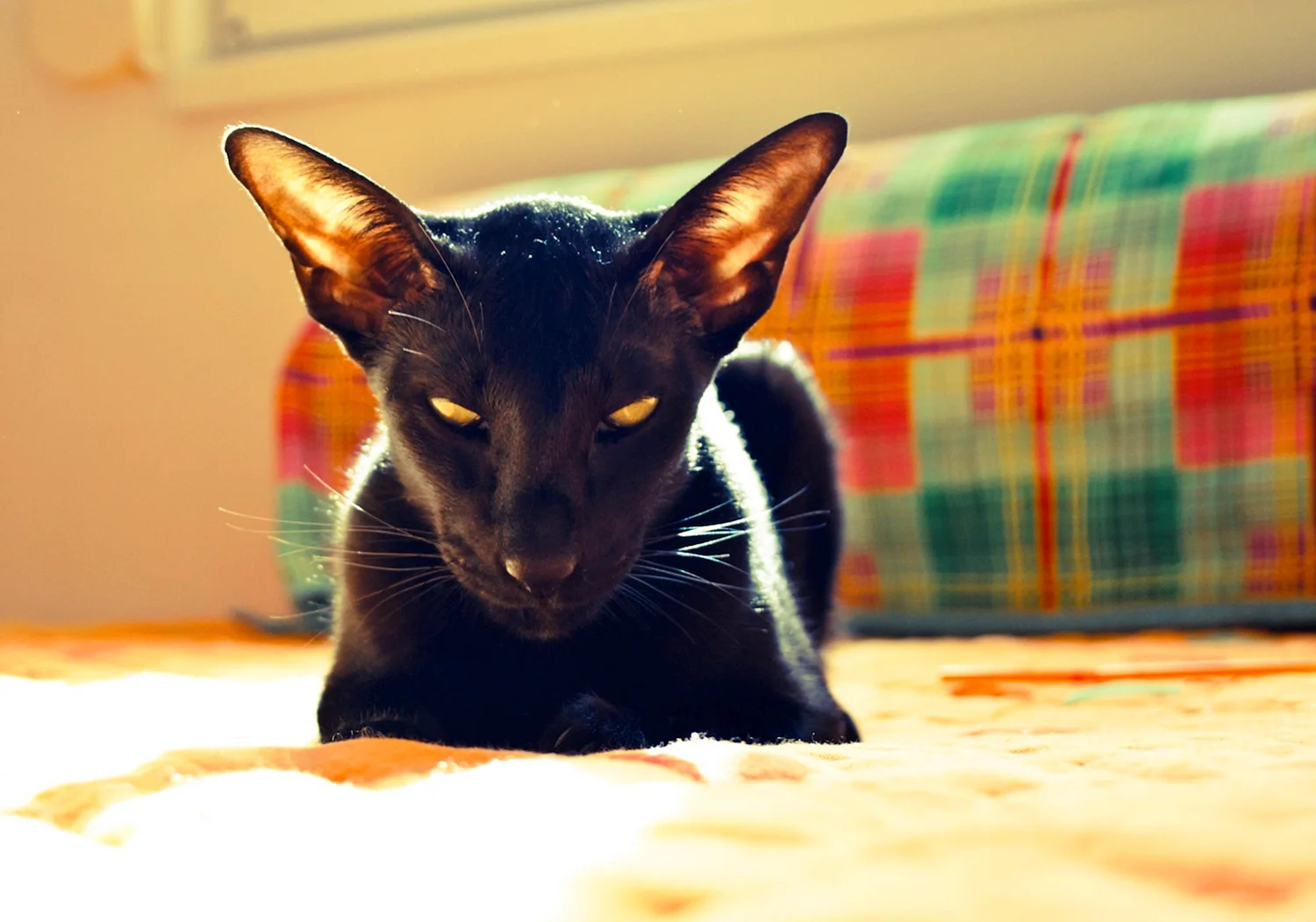 Ориенталь черная кошка