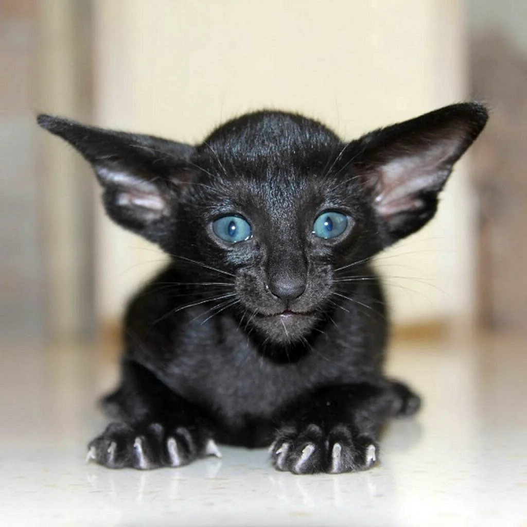 Ориентал черный котенок
