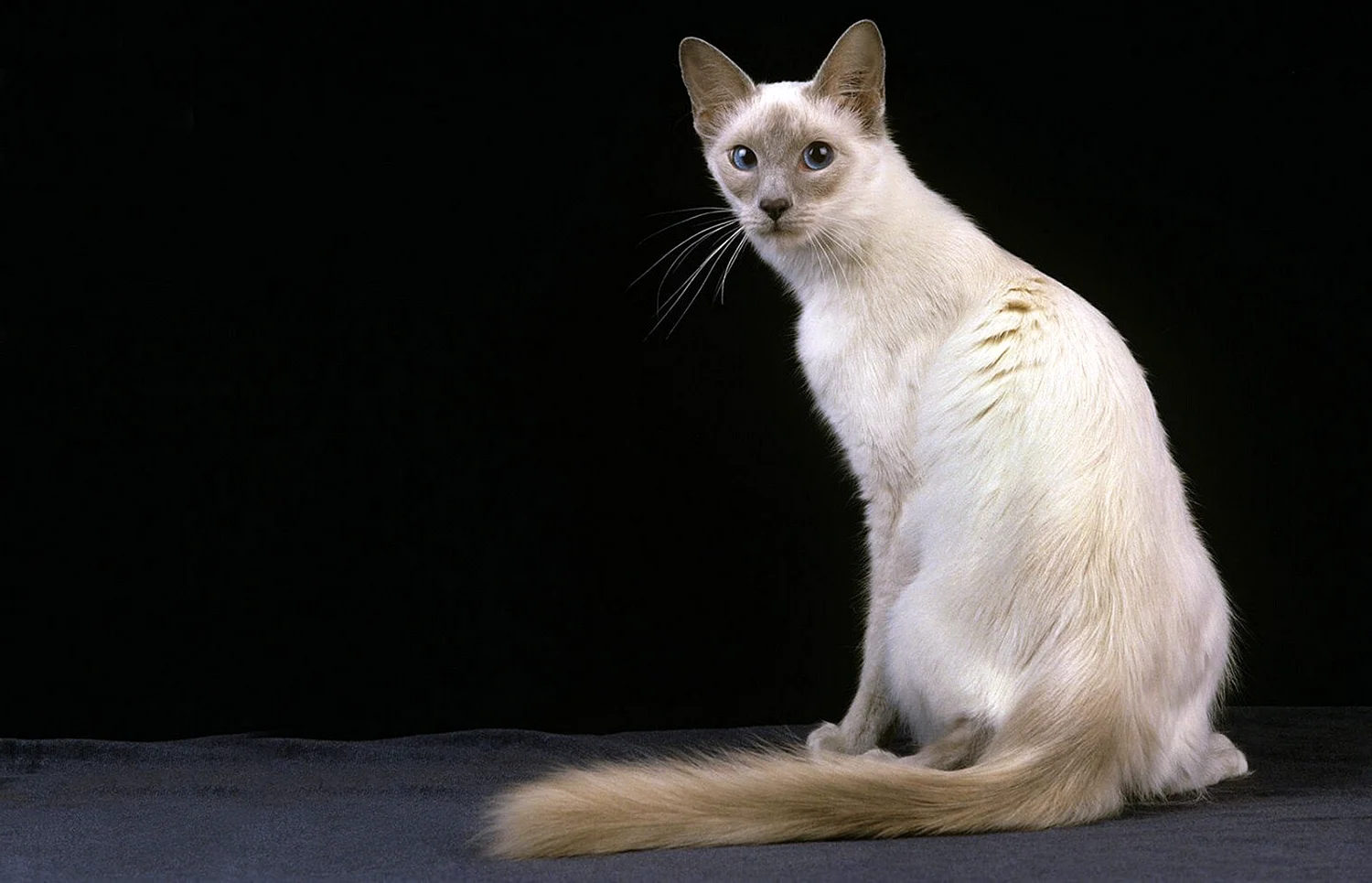Ориентальная кобалинезийская кошкашка