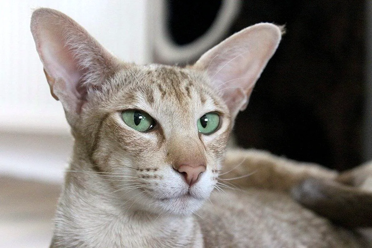 Ориентальная кошка