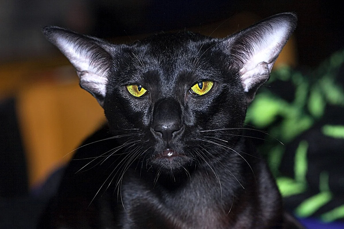 Ориентальная кошка черная