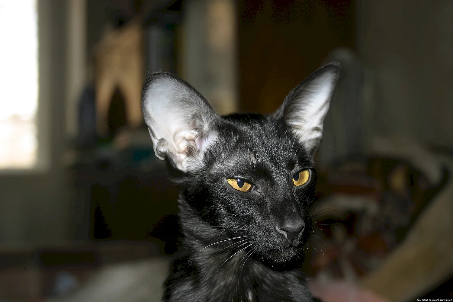 Ориентальная кошка черная