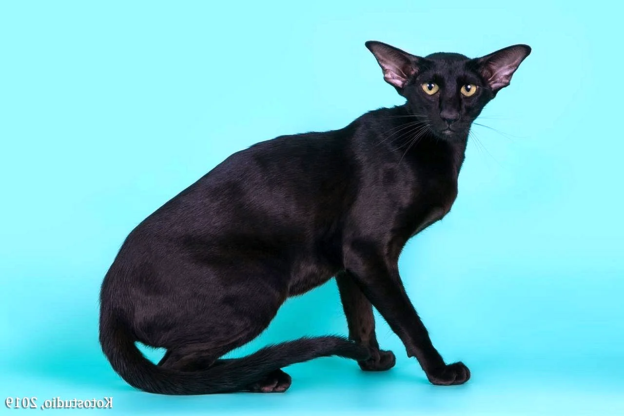 Ориентальные кошки черное пятно