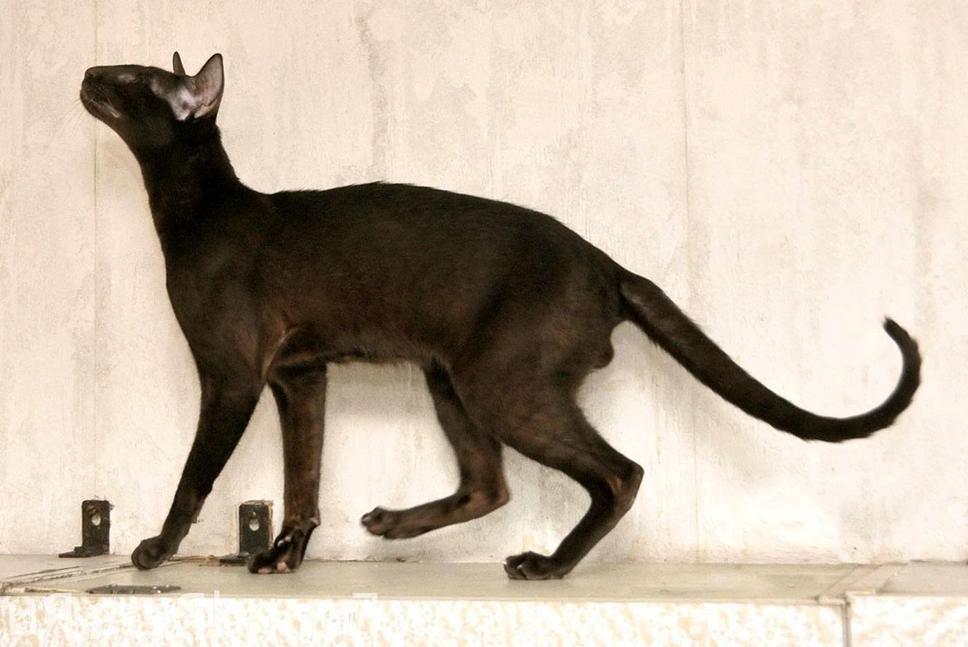 Ориентальный кот Гавана
