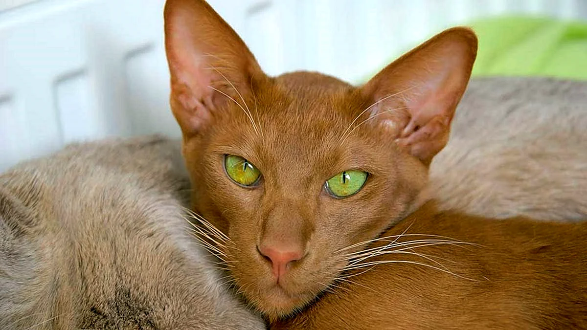 Ориентальный кот циннамон