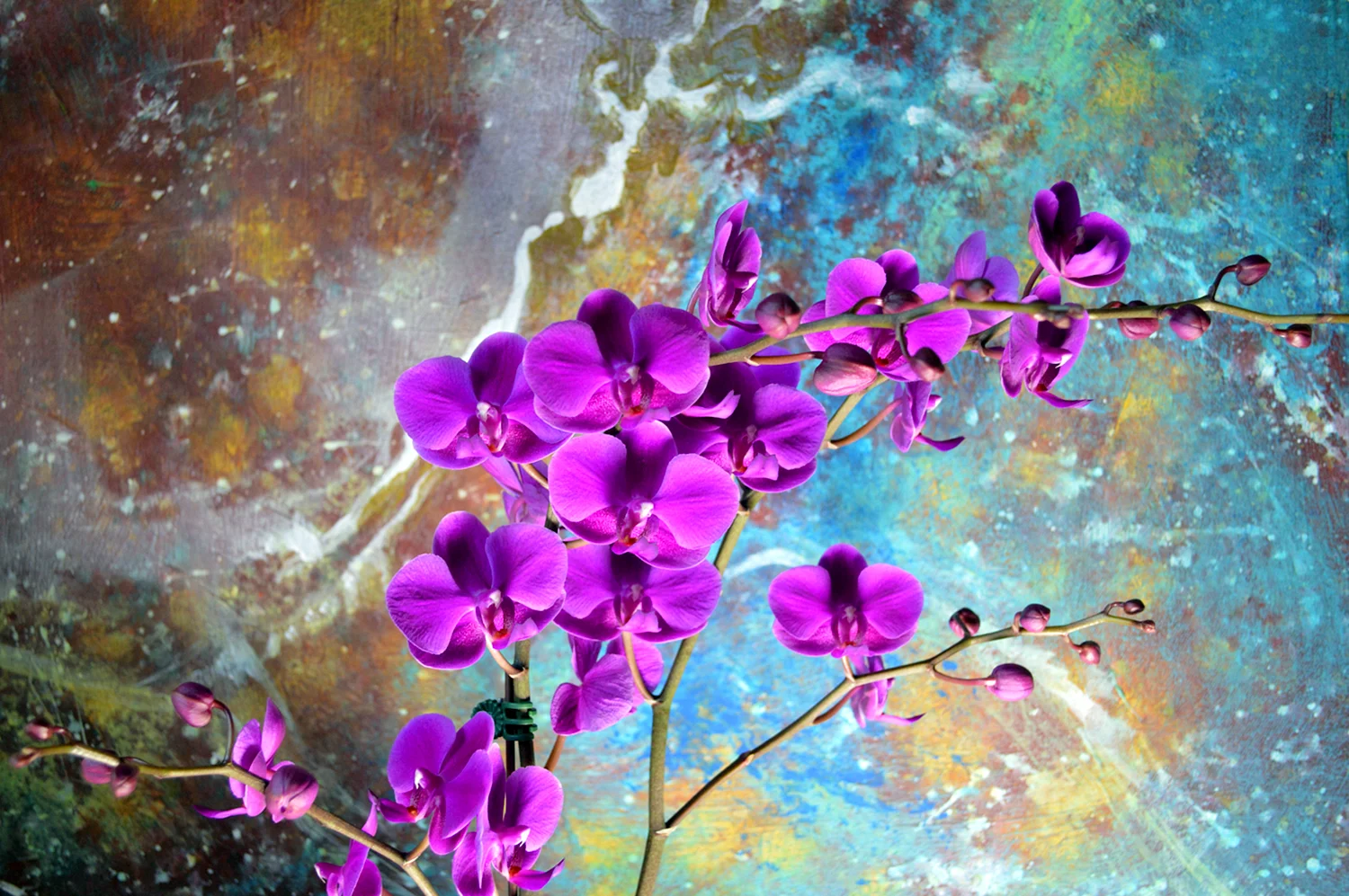 Орхидеи живопись