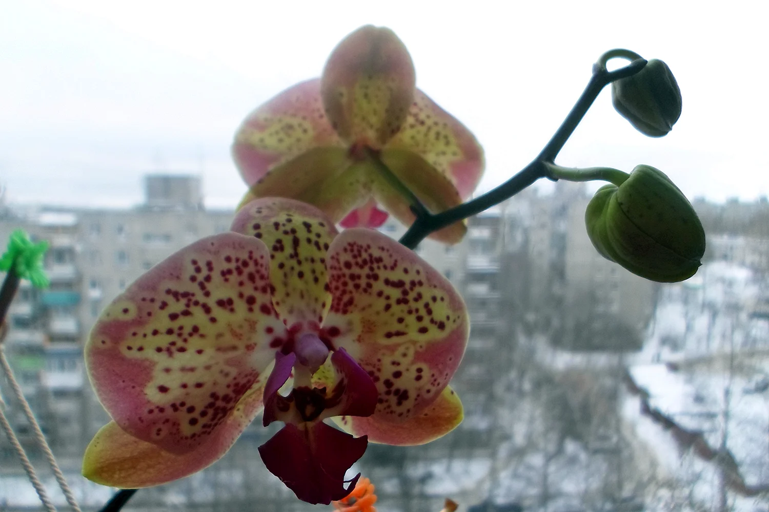Орхидея фаленопсис дикий персик