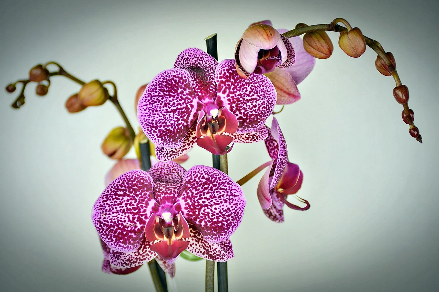 Орхидея фаленопсис Октопус