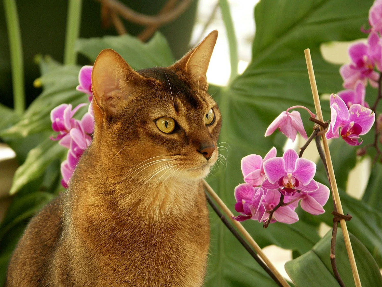 Орхидея кот