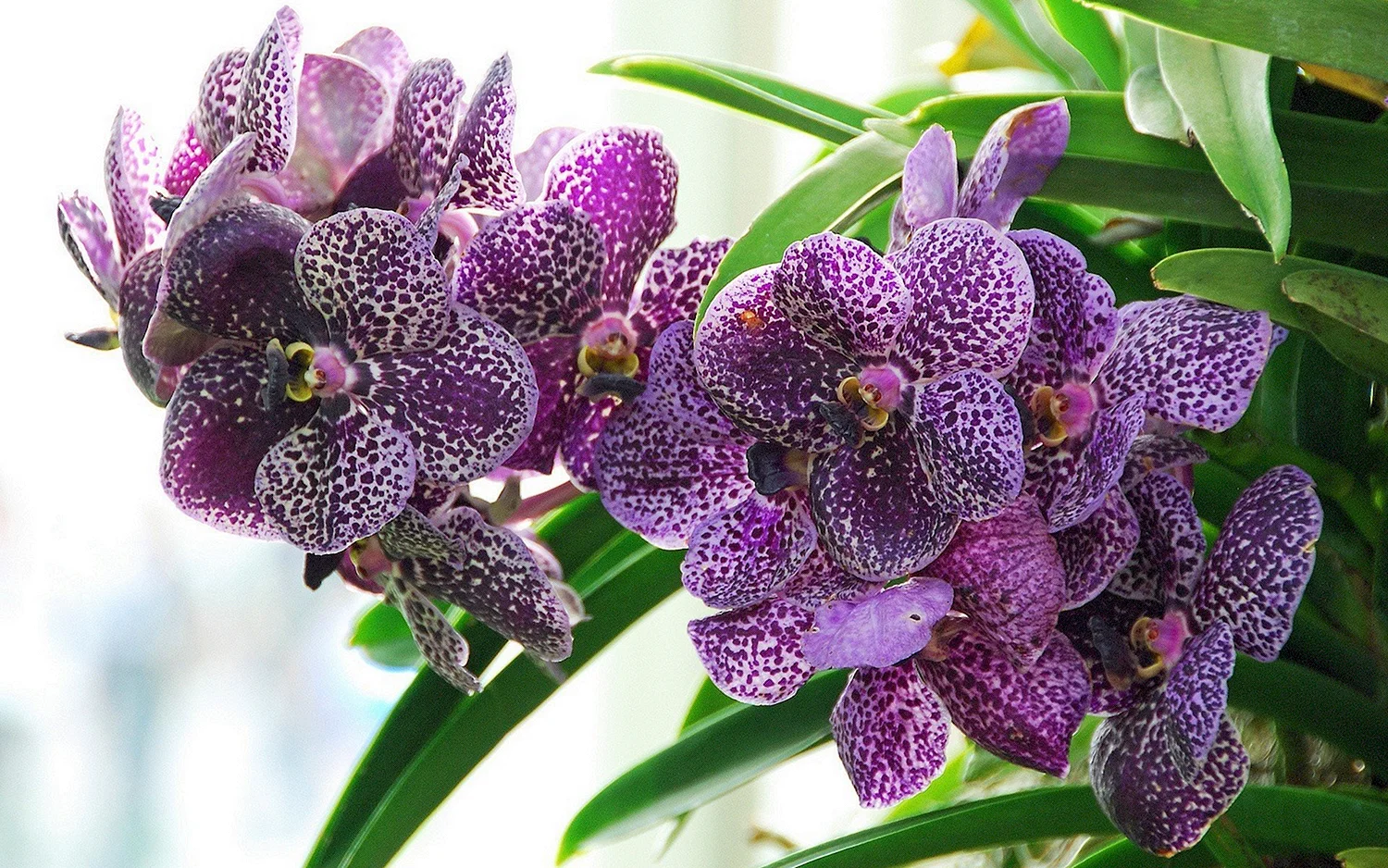 Орхидея Ванда черная