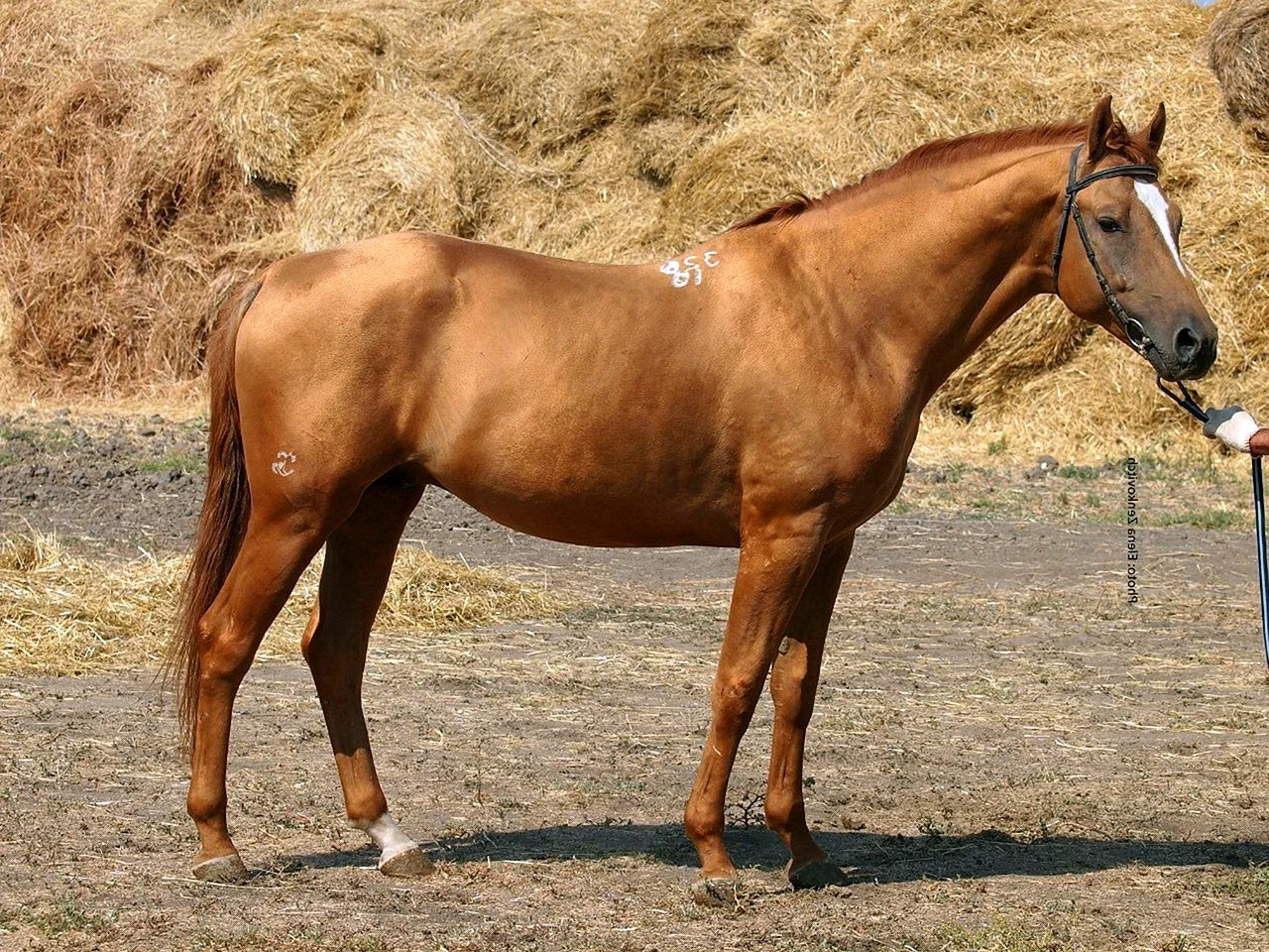 Орлово Донская порода лошадей