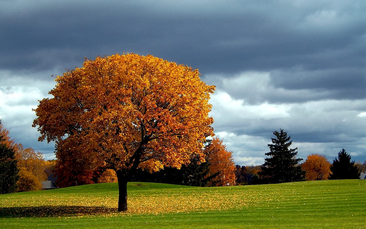 Осень деревья