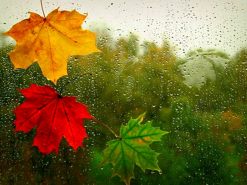 Осень дождь