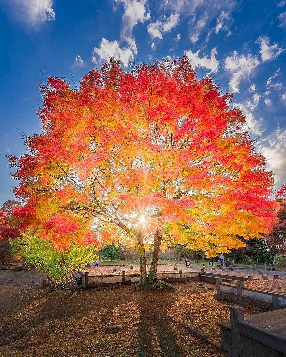 Осеннее дерево