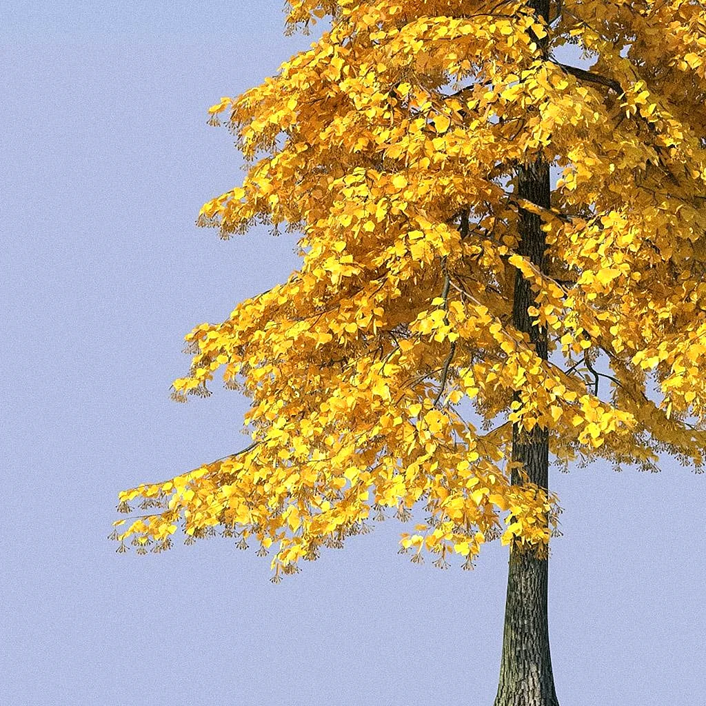 Осеннее дерево липа