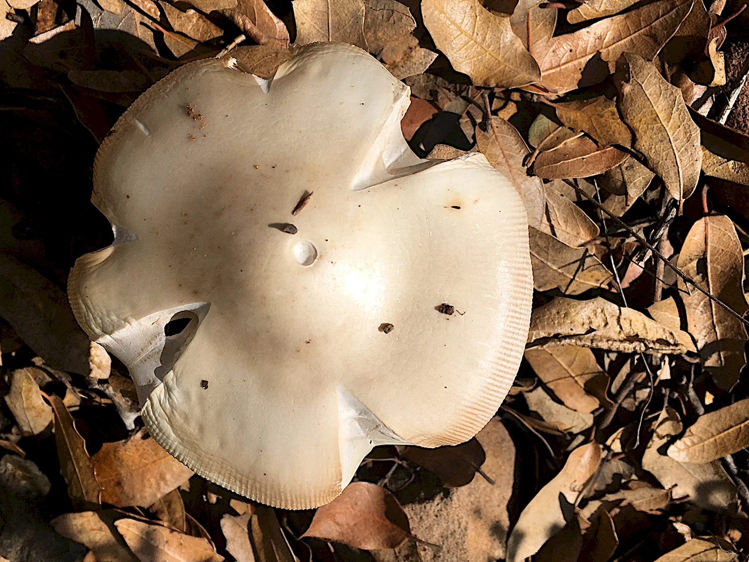 Осенние грибы белого цвета