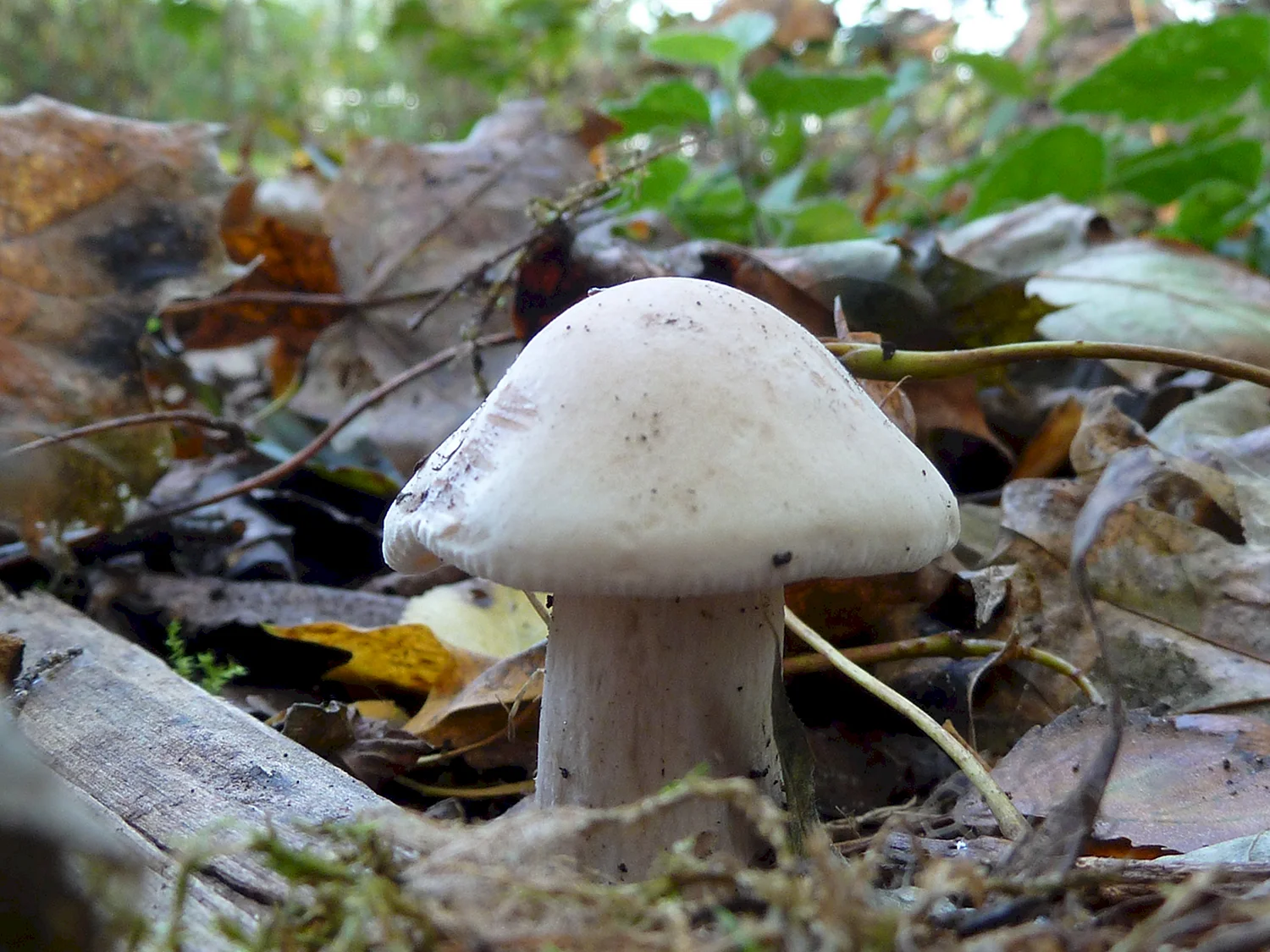 Осенние грибы белого цвета