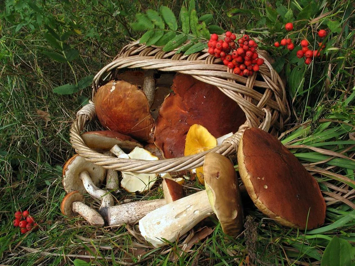 Осенние ягоды с грибами