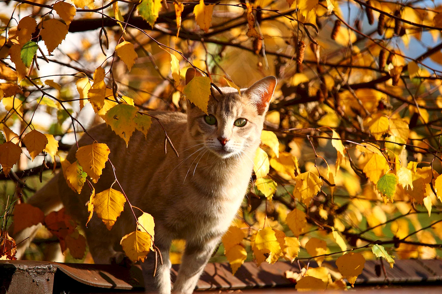Осенние кошки