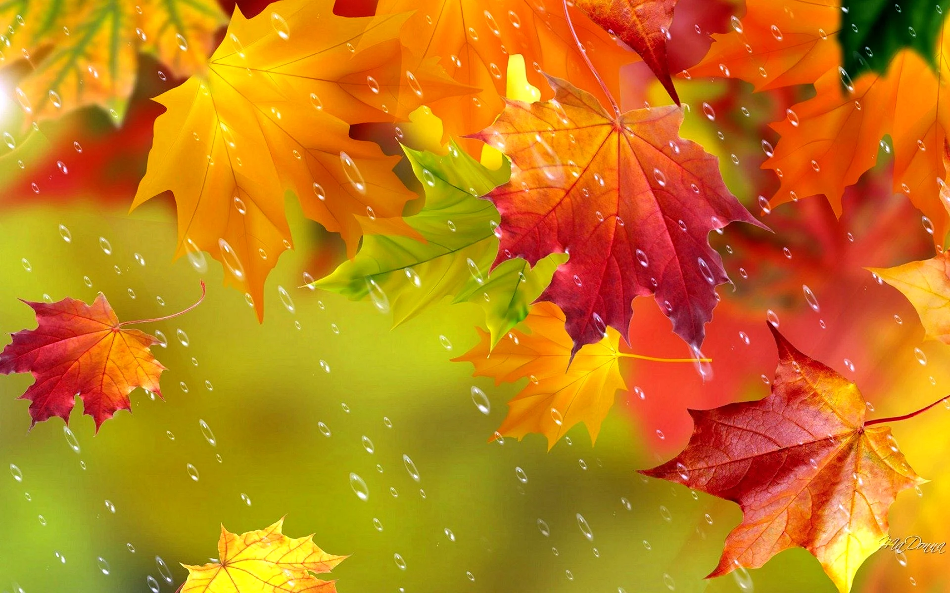 Осенние листья и дождь