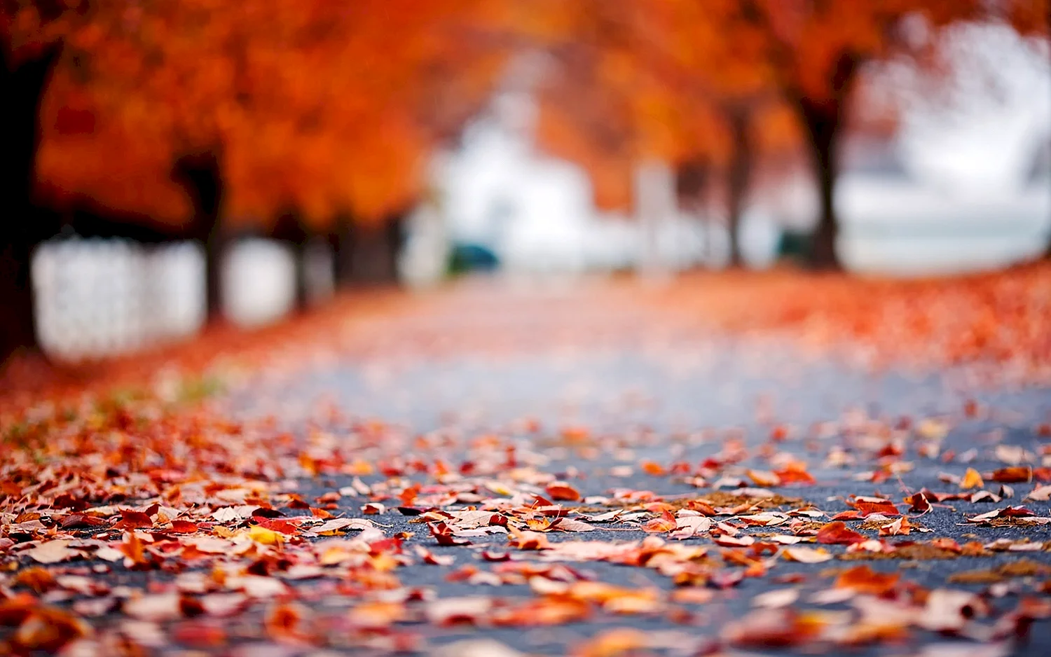 Осенние листья на асфальте
