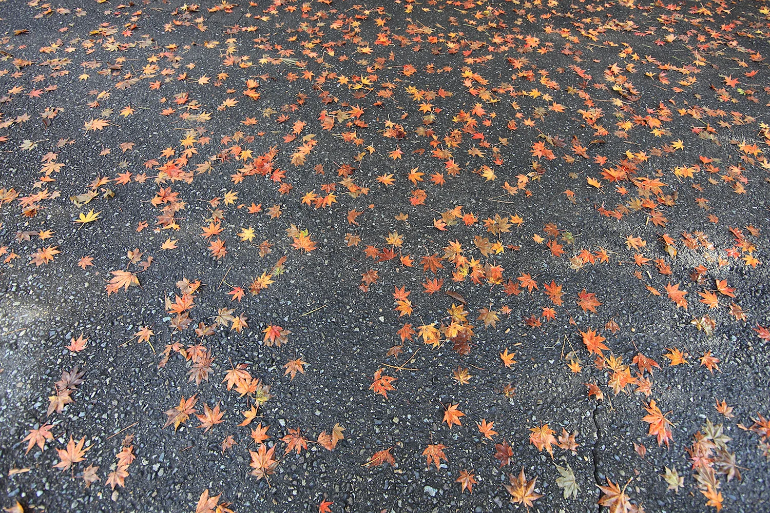 Осенние листья на асфальте