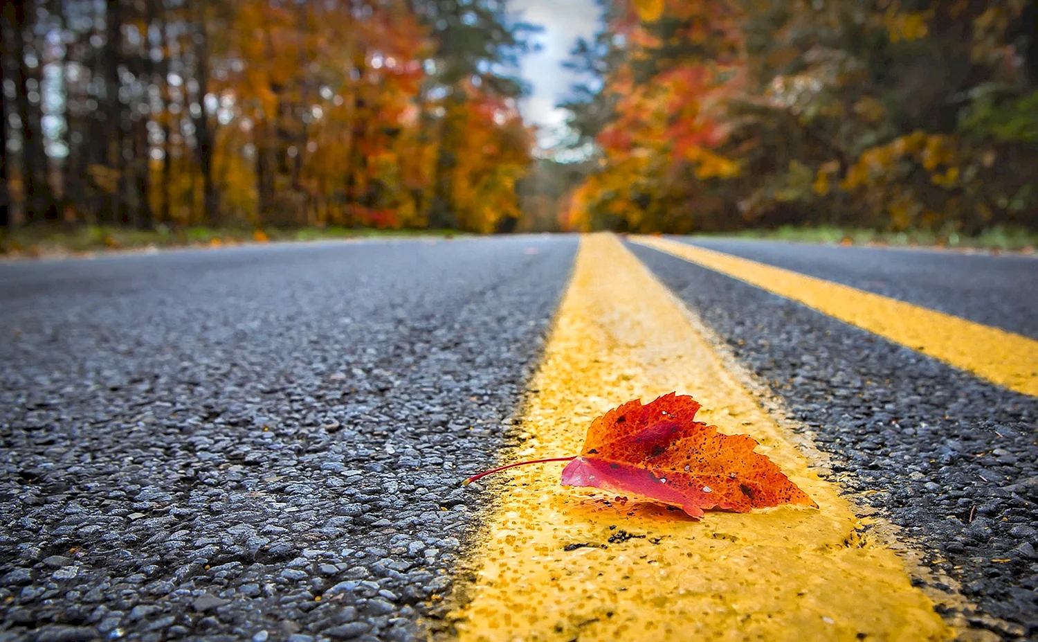 Осенние листья на дороге