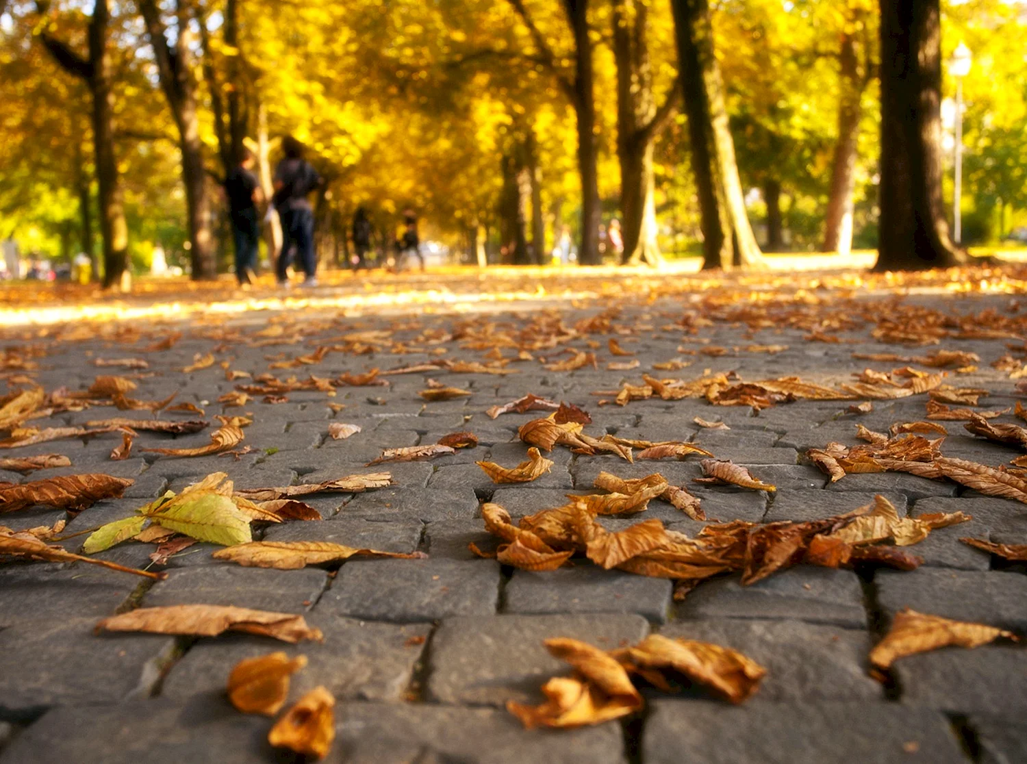 Осенние листья на тротуаре