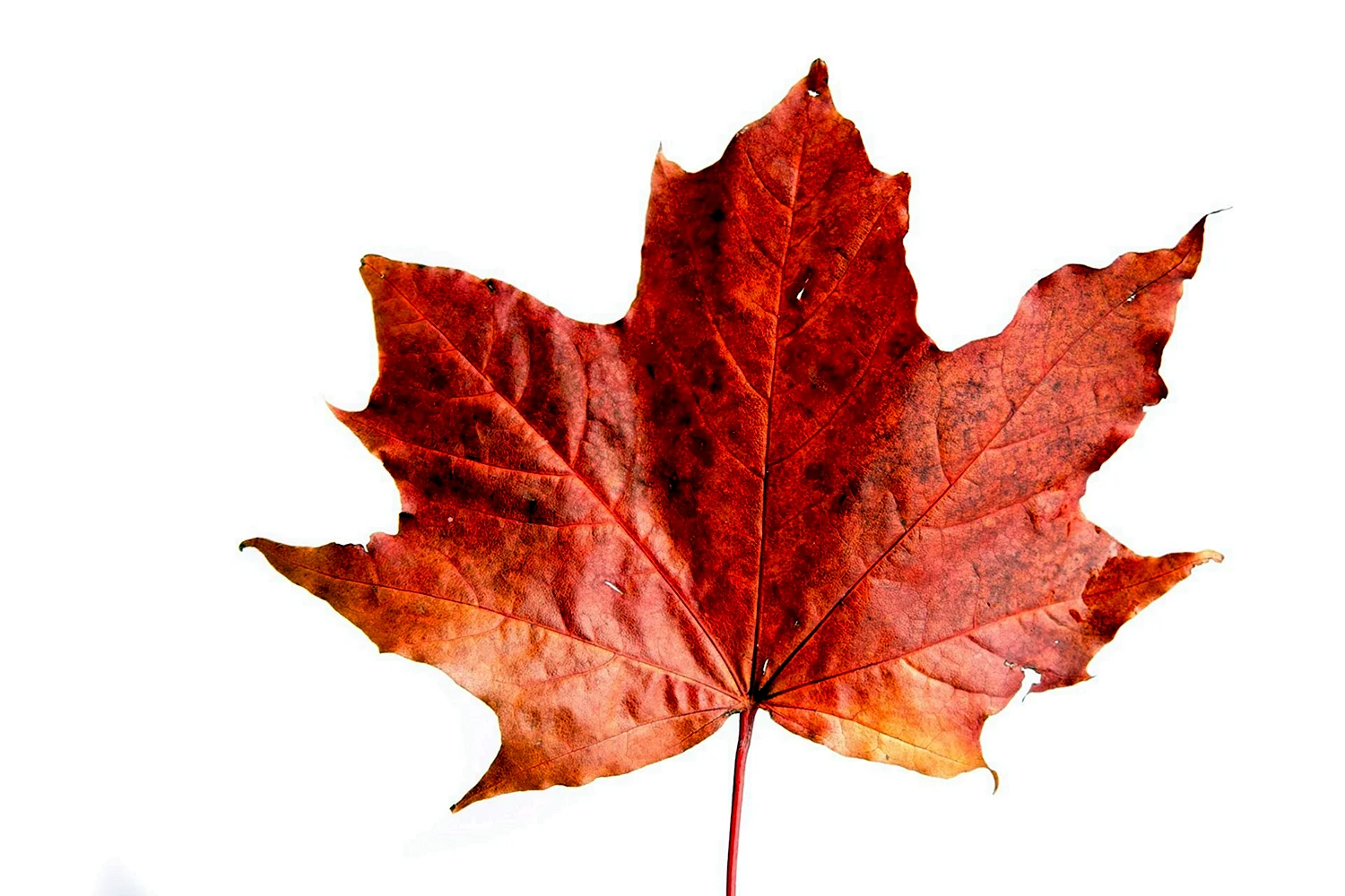 Осенний кленовый лист на белом фоне