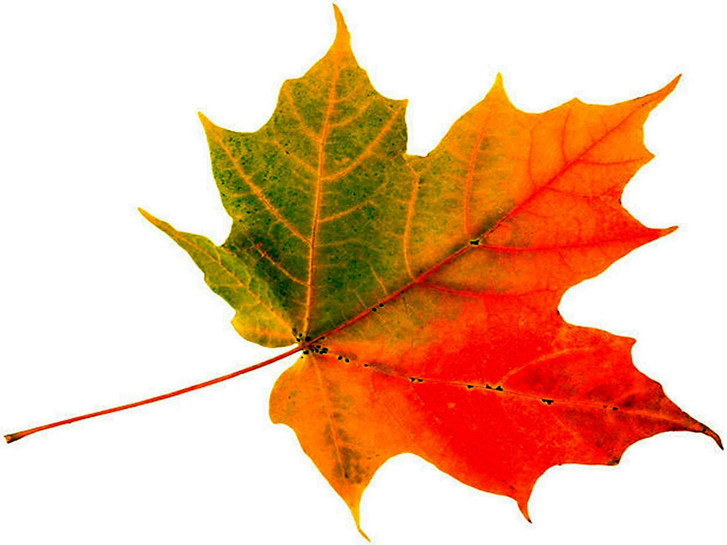Осенний кленовый листок