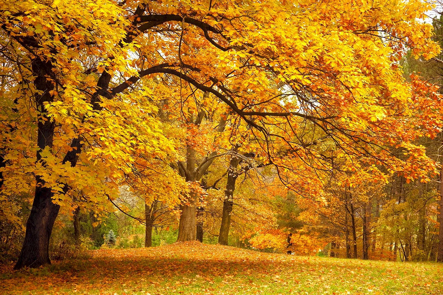 Осенний лес