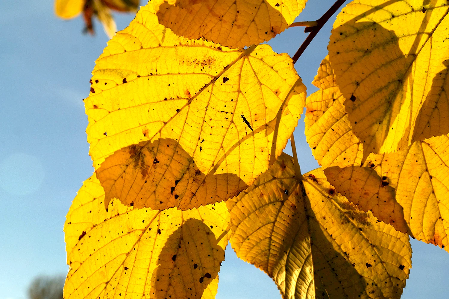 Осенний лист с прожилками