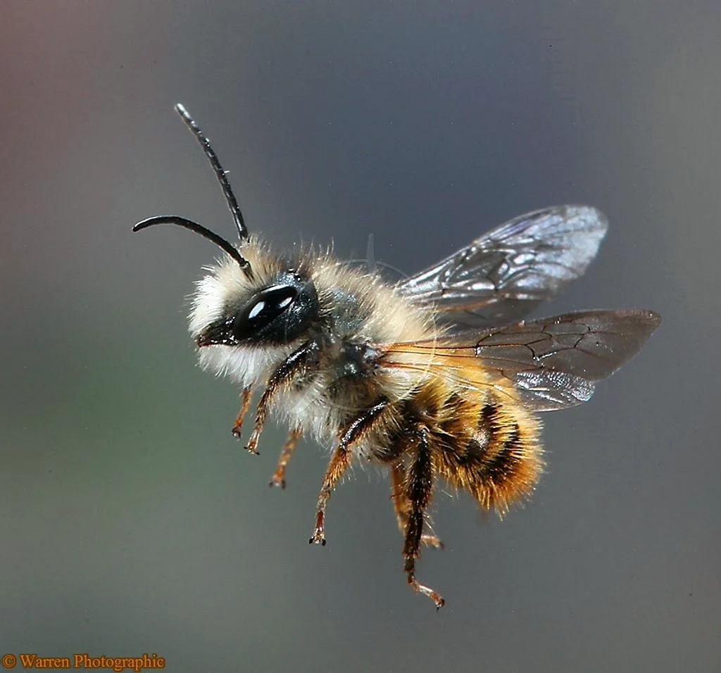 Осмия пчела