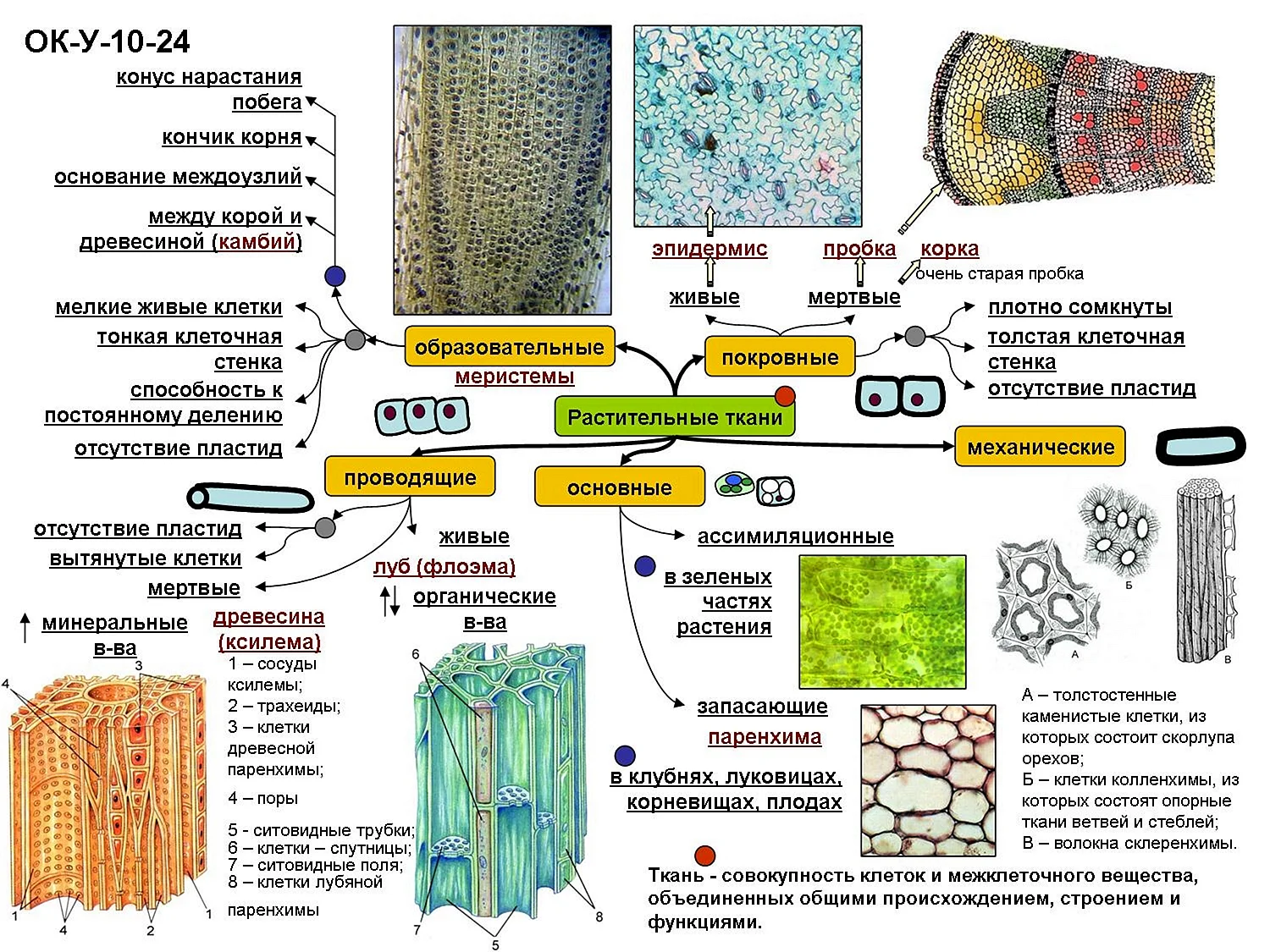 Основная ткань растений строение клетки