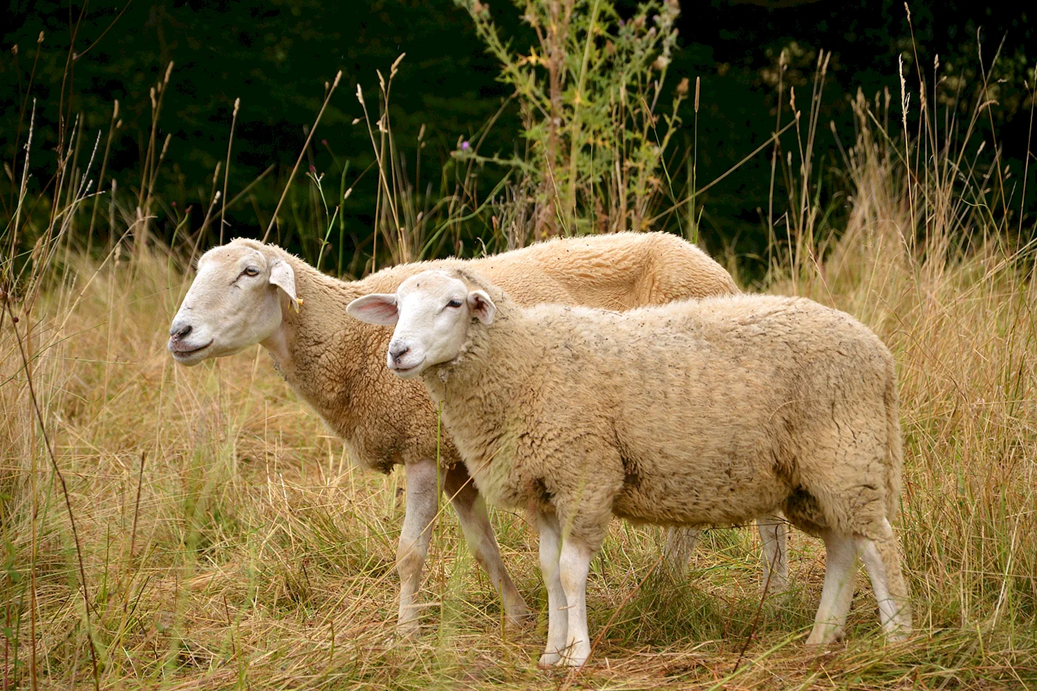 Остфризская порода овец